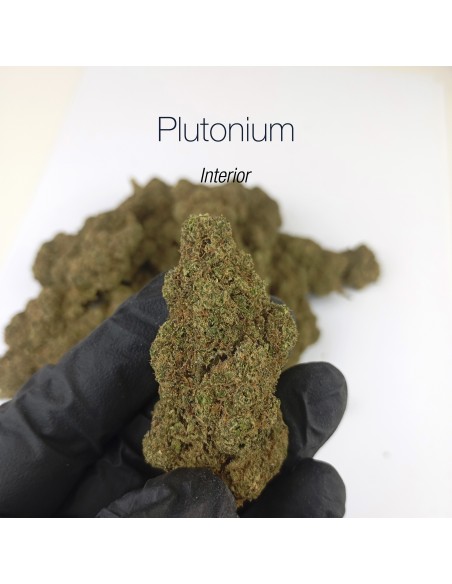 PLUTONIUM 7.6% CBD - Interior