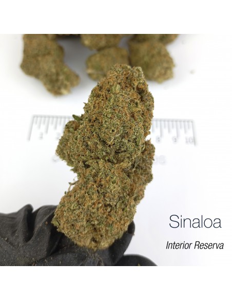 SINALOA 10.87% CBD - Interior Reserva