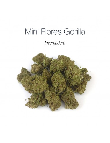 Mini Flores GORILLA - Invernadero