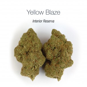 YELLOW BLAZE 10.45% CBD - Interior Reserva