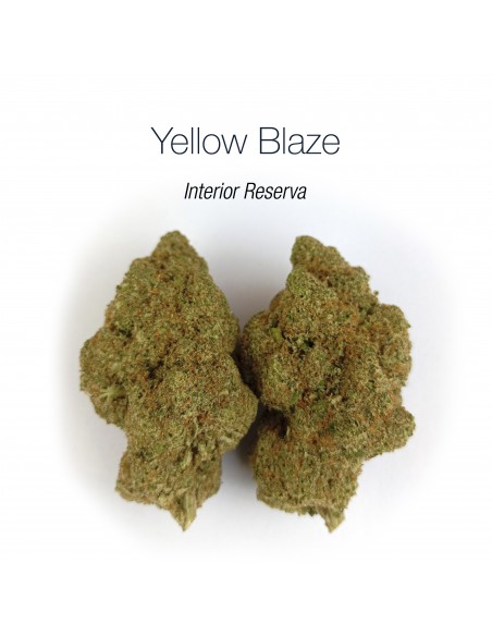 YELLOW BLAZE 10.45% CBD - Interior Reserva