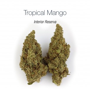 TROPICAL MANGO 10% CBD - Interior Reserva
