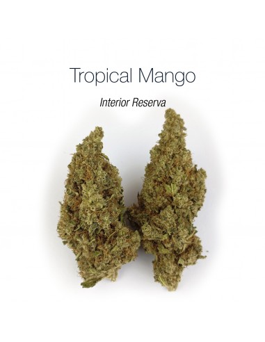 TROPICAL MANGO 10% CBD - Interior Reserva