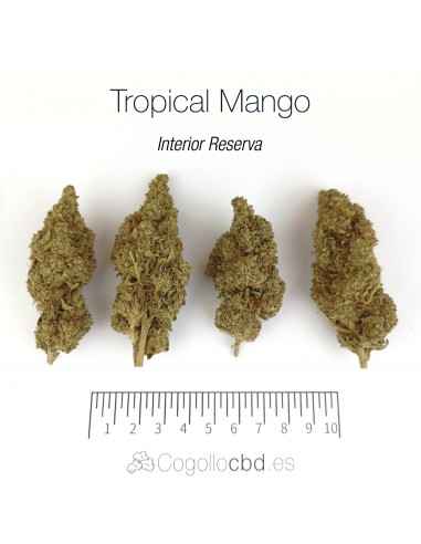 TROPICAL MANGO 10% CBD - Interior Reserva