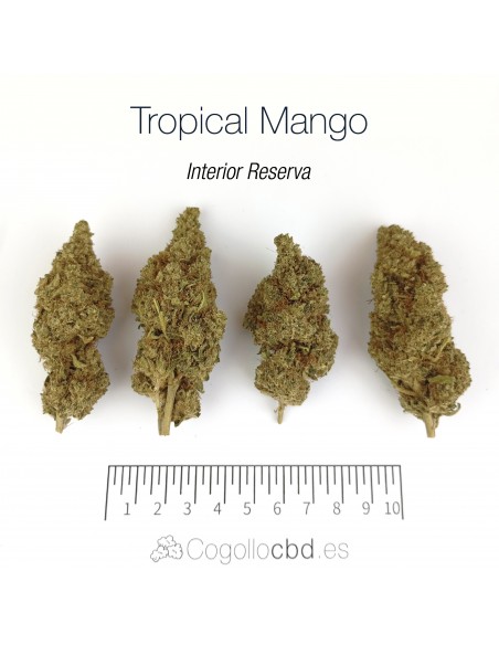 TROPICAL MANGO 10% CBD - Interior Reserva