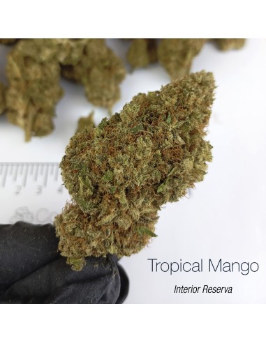 TROPICAL MANGO 10% CBD - Interior Reserva