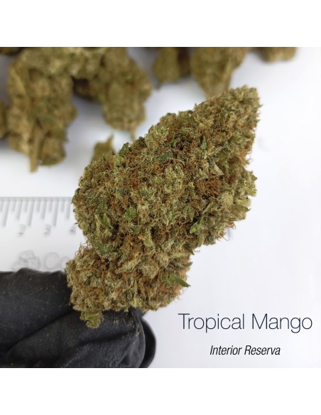 TROPICAL MANGO 10% CBD - Interior Reserva