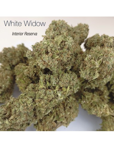 WHITE WIDOW 7.93% CBD - Interior Reserva