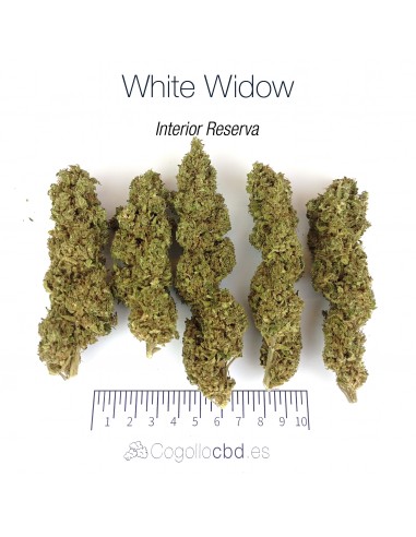 WHITE WIDOW 7.93% CBD - Interior Reserva