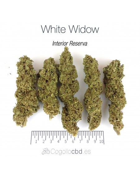 WHITE WIDOW 7.93% CBD - Interior Reserva