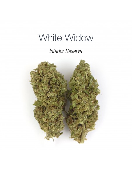 WHITE WIDOW 7.93% CBD - Interior Reserva