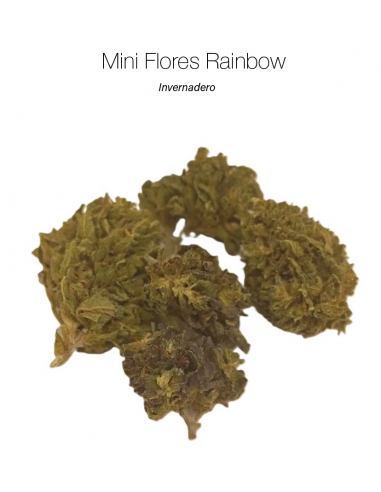Mini Flores RAINBOW 7.23% CBD - Invernadero