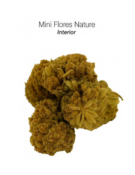 MINI FLORES NATURE 3,8% CBD – INTERIOR