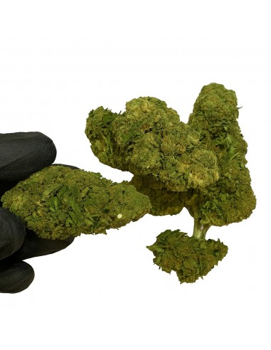 ORANGE LOVE 7.46% CBD - Invernadero