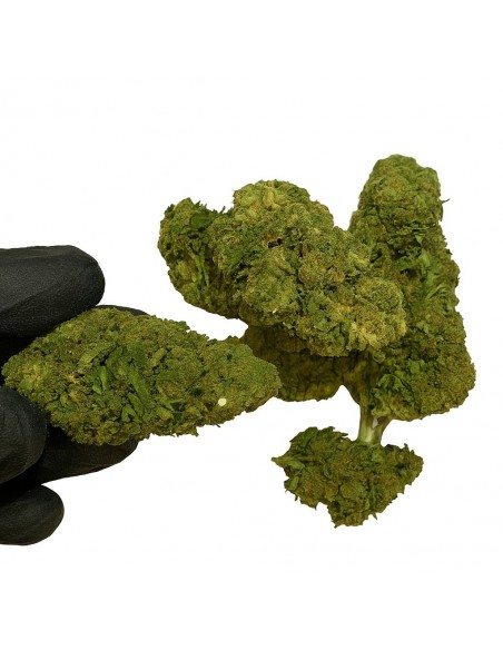 ORANGE LOVE 7.46% CBD - Invernadero