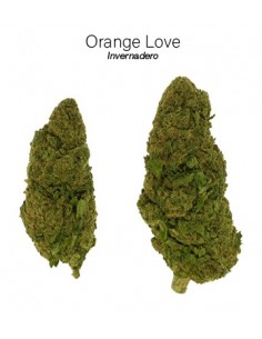 ORANGE LOVE 7.46% CBD - Invernadero