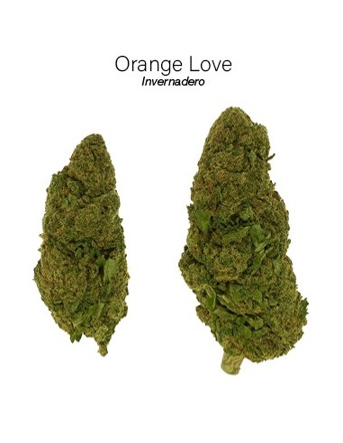 ORANGE LOVE 7.46% CBD - Invernadero