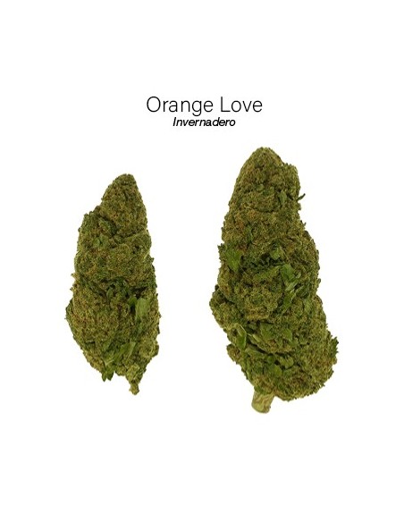 ORANGE LOVE 7.46% CBD - Invernadero