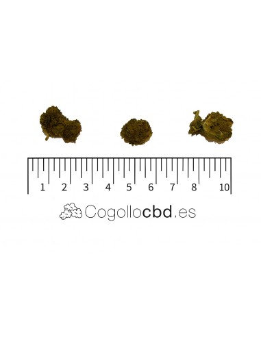 Mini Flores WATERMELON 7.41% CBD - Glass House