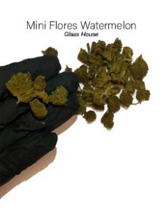 Mini Flores WATERMELON 7.41% CBD - Glass House
