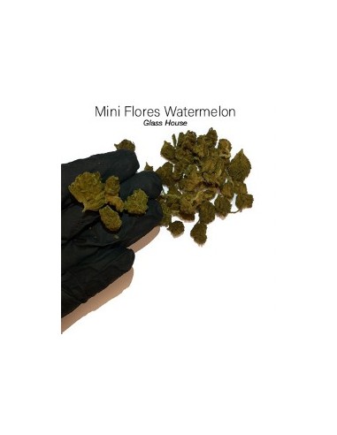 Mini Flores WATERMELON 7.41% CBD - Glass House
