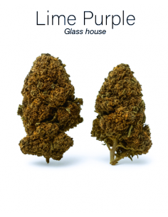 LIME PURPLE 7,79% CBD - Glass House