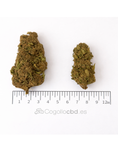 MANGO O.G 12.92% CBD - Glass House