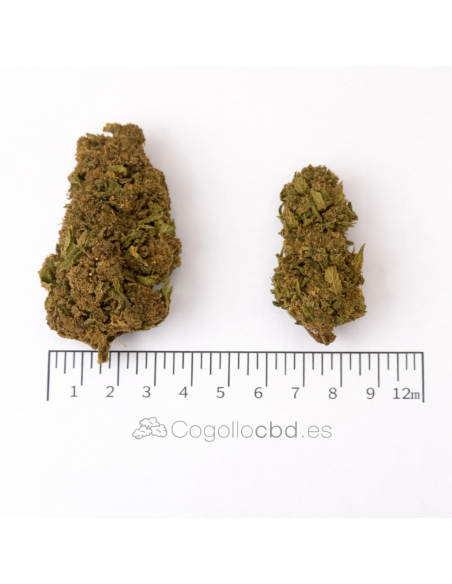 MANGO O.G 12.92% CBD - Glass House