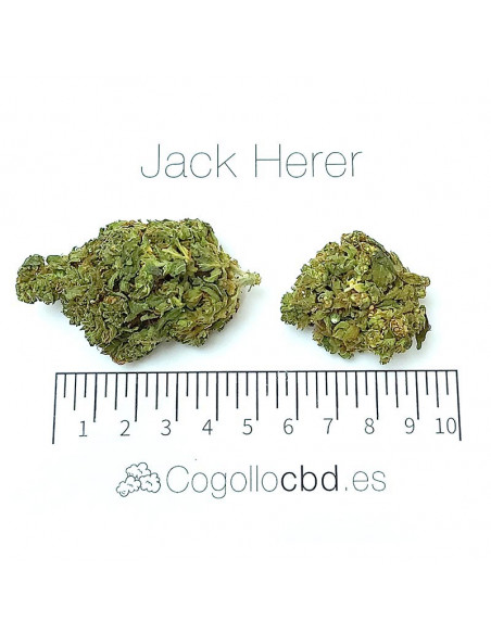 Jack Herer - cogollo CBD