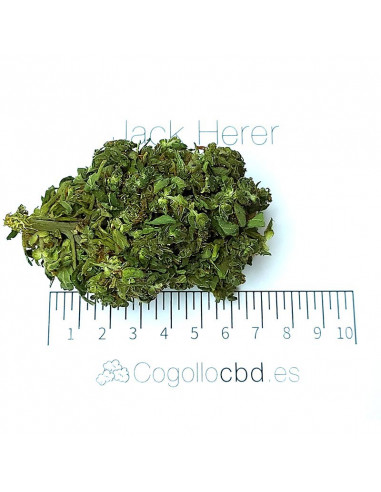 Jack Herer - cogollo CBD