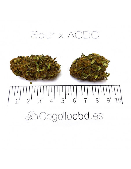 Sour x ACDC - cogollo CBD