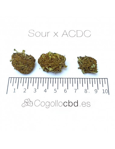 Sour x ACDC - cogollo CBD