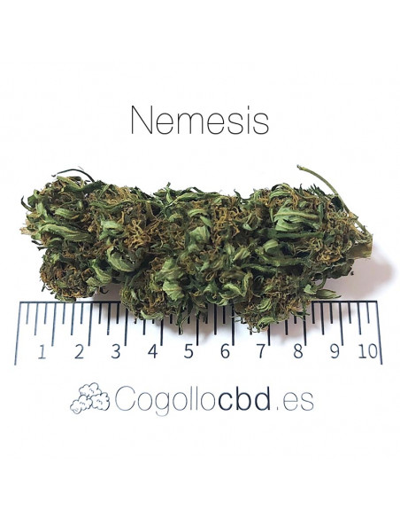 Nemesis - cogollo CBD