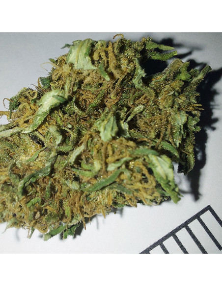 Nemesis - cogollo CBD