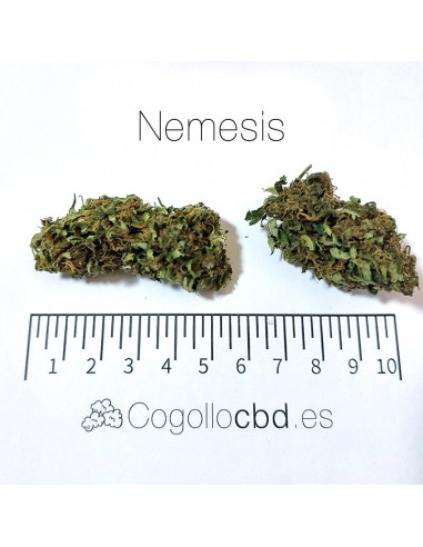Nemesis - cogollo CBD