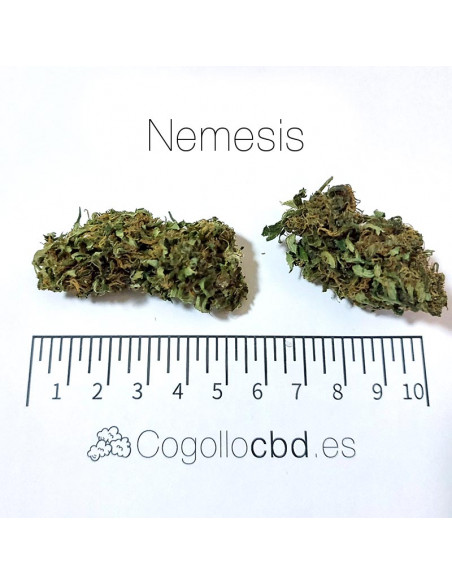 Nemesis - cogollo CBD