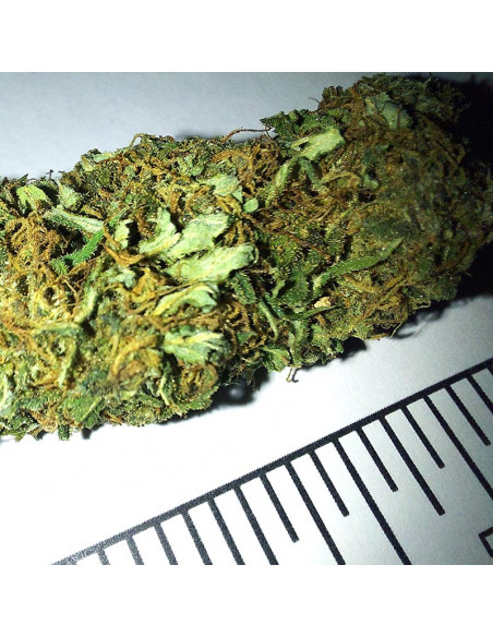 Nemesis - cogollo CBD