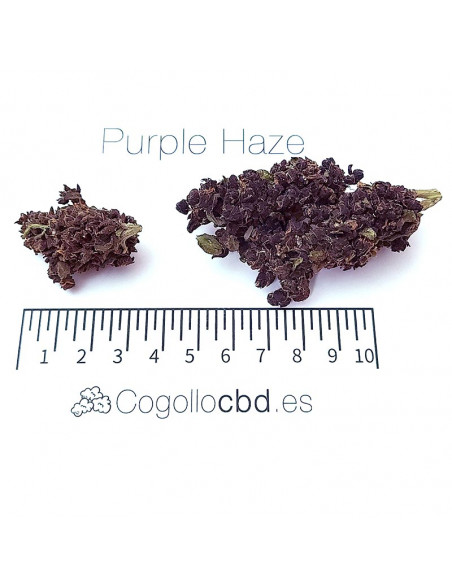 Purple haze - cogollo CBD