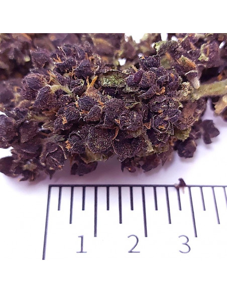Purple haze - cogollo CBD
