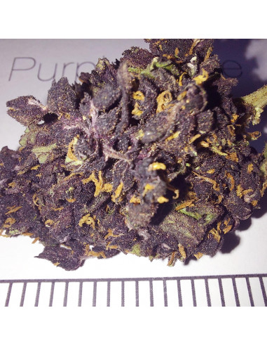 Purple haze - cogollo CBD