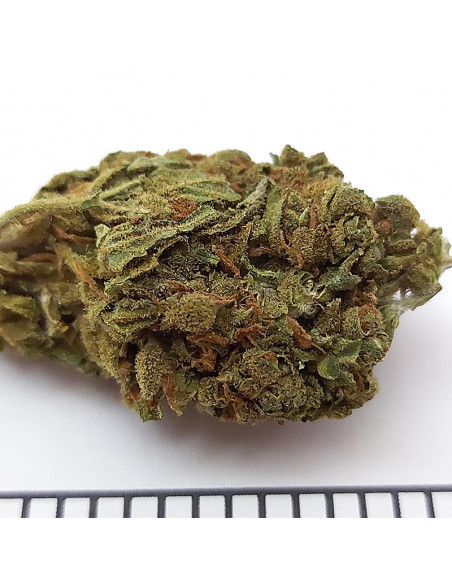 MARY JANE - Exterior