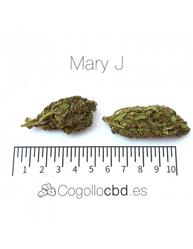 MARY JANE - Exterior