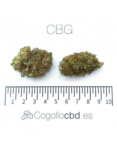 CBG - cogollo CBG