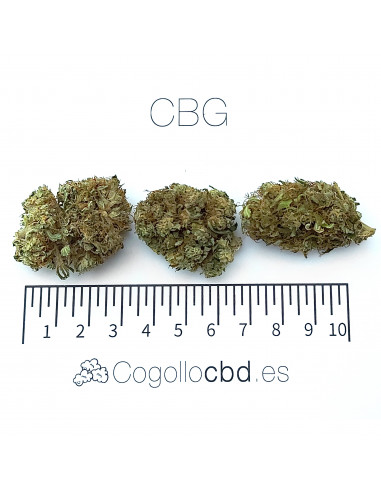 CBG - cogollo CBG