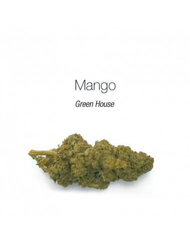 Mango - cogollo CBD