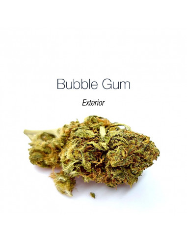 Bubble Gum - cogollo CBD