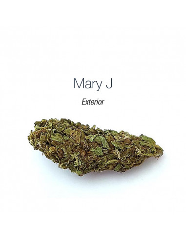 MARY JANE - Exterior
