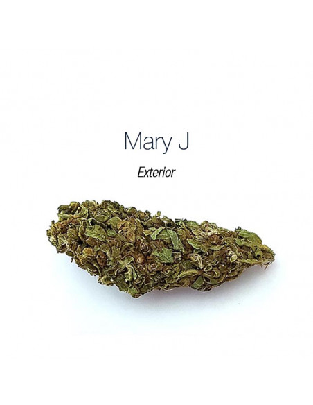 MARY JANE - Exterior