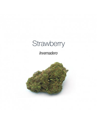 Strawberry - cogollo CBD