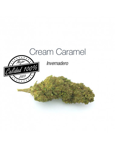 Cream Caramel - cogollo CBD